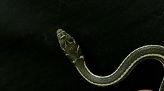Masticophis taeniatus girardi