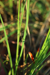 Chlorophytum fasciculatum
