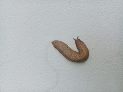 Sarasinula linguaeformis