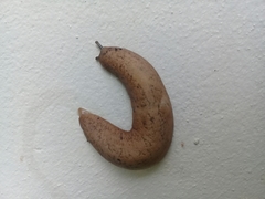 Sarasinula linguaeformis