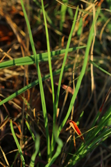 Chlorophytum fasciculatum