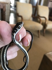 Masticophis taeniatus girardi