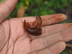 Dyakiidae