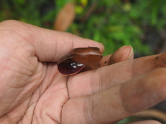 Dyakiidae
