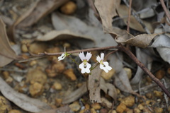 Stylidium androsaceum
