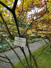 Acer japonicum