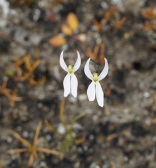 Stylidium petiolare