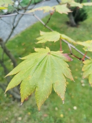 Acer japonicum