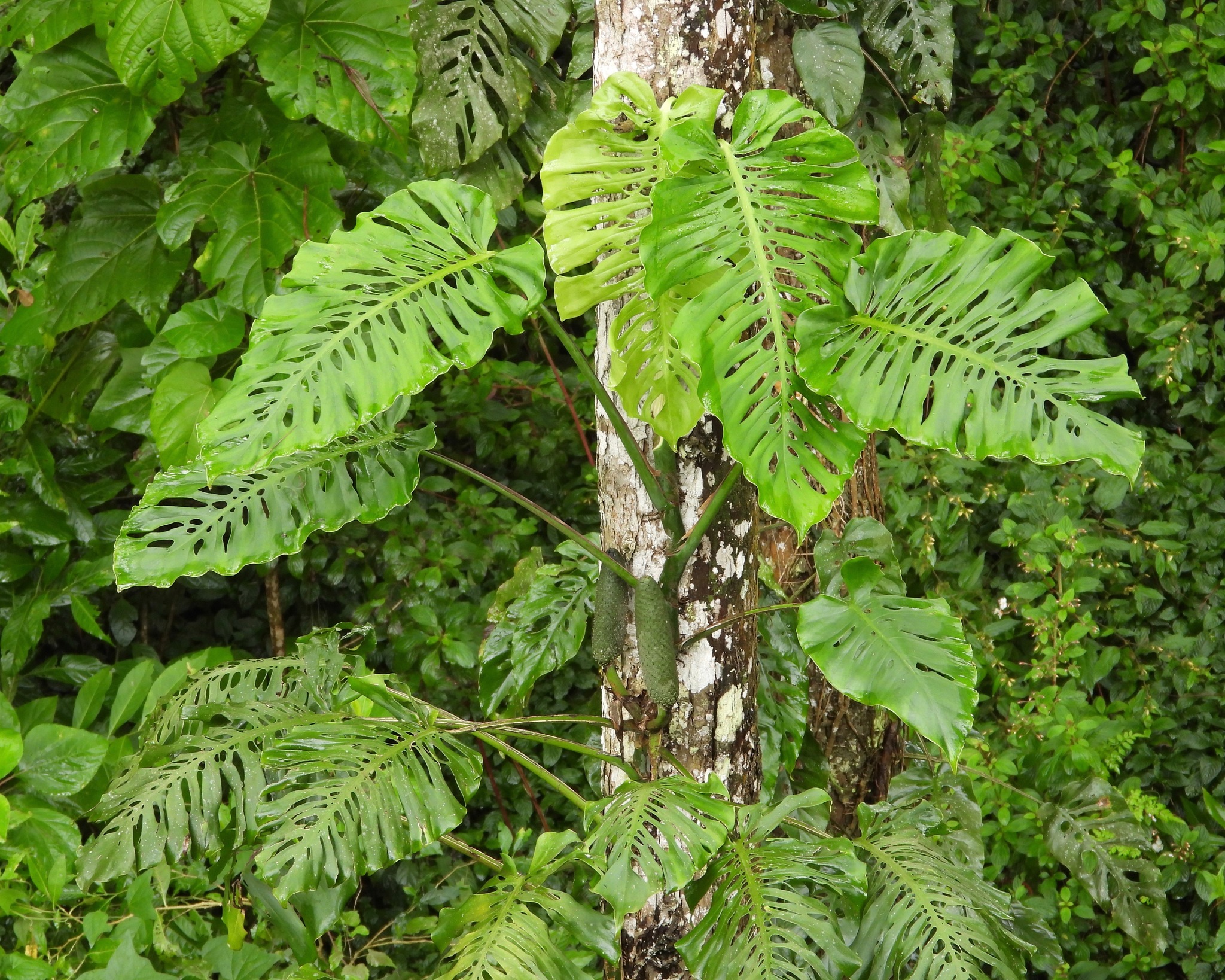 Monstera siltepecana