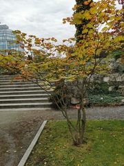 Acer japonicum
