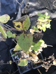 Eupatorium rotundifolium