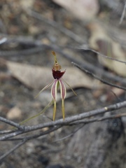 Caladenia ensata