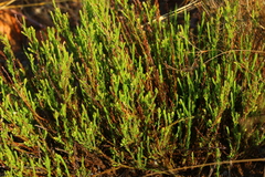 Thesium transvaalense