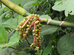 Pinanga coronata