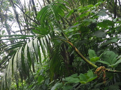 Pinanga coronata