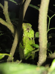 Gonocephalus kuhlii