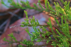 Thesium transvaalense