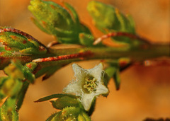 Thesium transvaalense