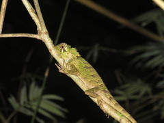 Gonocephalus kuhlii