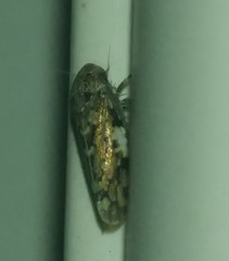 Xestocephalus tessellatus
