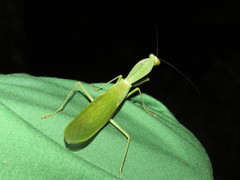 Rhombodera lingulata