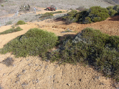 Adenostoma fasciculatum prostratum