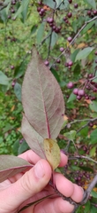 Malus purpurea