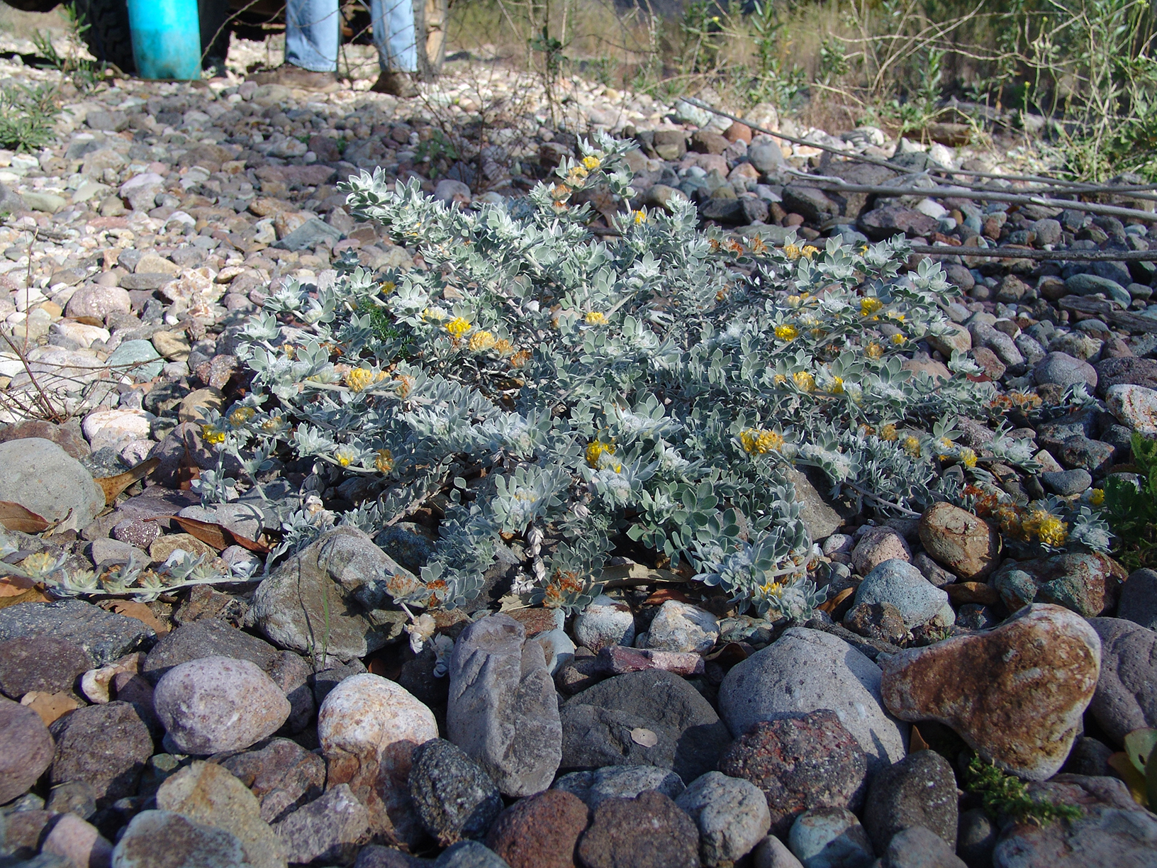 Acmispon argophyllus var. niveus