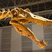 Spinosaurus aegyptiacus - Photo (c) Kabacchi, some rights reserved (CC BY)