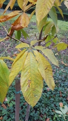 Aesculus chinensis