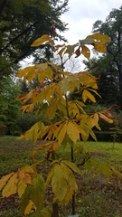 Aesculus chinensis