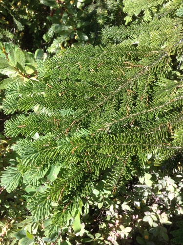 Pacific silver fir (Abies amabilis)