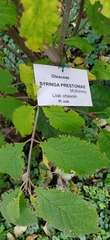 Syringa × prestoniae