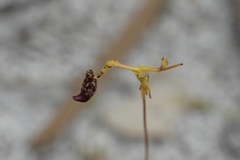 Drakaea livida