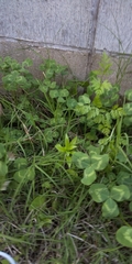 Trifolium repens