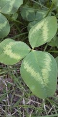Trifolium repens