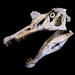 Spinosaurus - Photo (c) Didier Descouens, algunos derechos reservados (CC BY-SA)