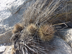 Eriosyce villosa