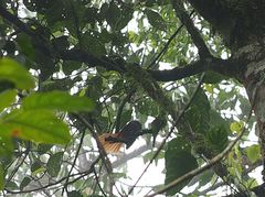 Rhipidura phoenicura