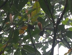 Rhipidura phoenicura