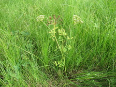 Cnidium dauricum
