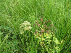 Cnidium dauricum