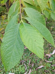 Pterostyrax hispidus