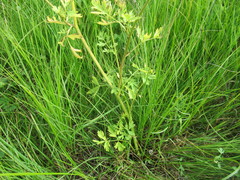 Cnidium dauricum