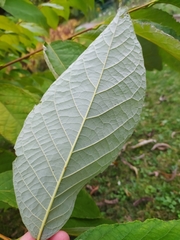Pterostyrax hispidus