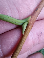 Pterostyrax hispidus