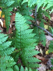 Dryopteris campyloptera