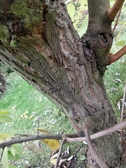Pterostyrax hispidus