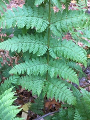 Dryopteris campyloptera