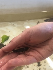 Odontopyxis trispinosa